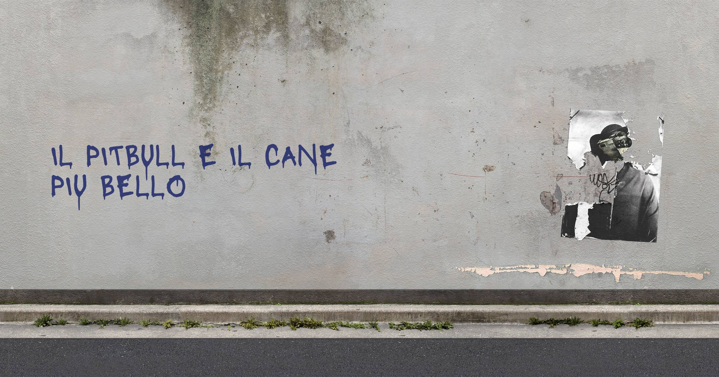 Il pitbull e il cane piu bello